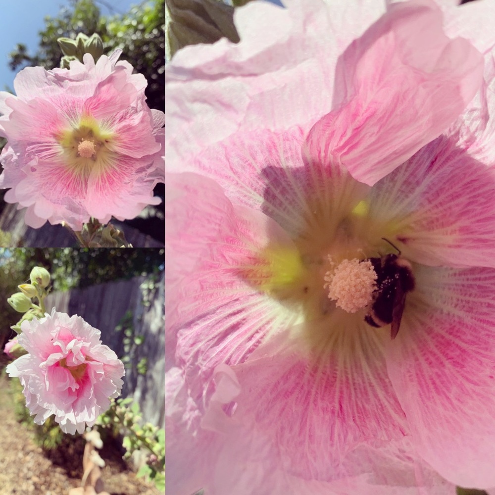 Meet your Posher, Ellen